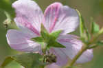 Virginia saltmarsh mallow